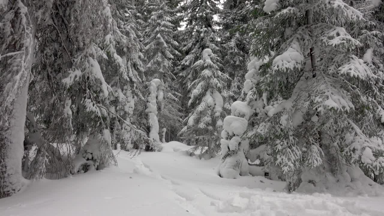 背着双肩包的徒步旅行者行走在厚厚的积雪覆盖的山地冬季森林中视频素材