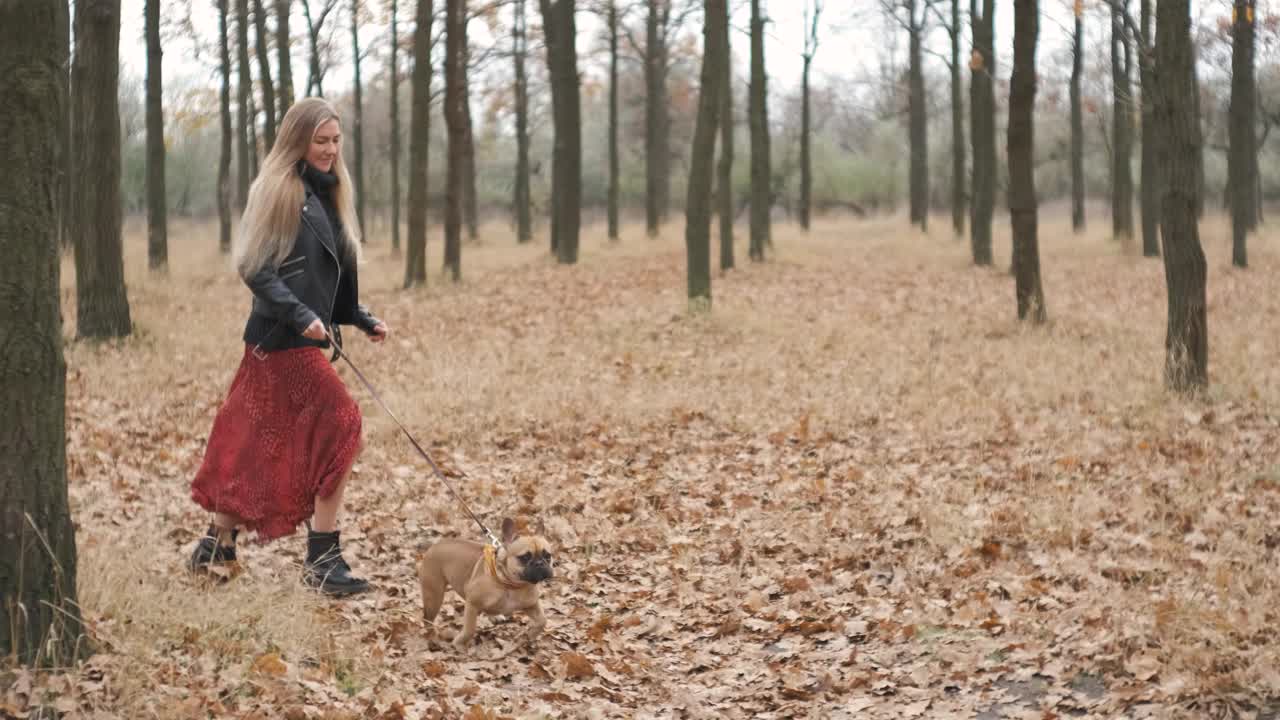 年轻漂亮的女人和她的狗在森林或公园里跑步。有趣的法国斗牛犬。家养纯种狗在秋天的黄色森林里散步。慢镜头视频素材