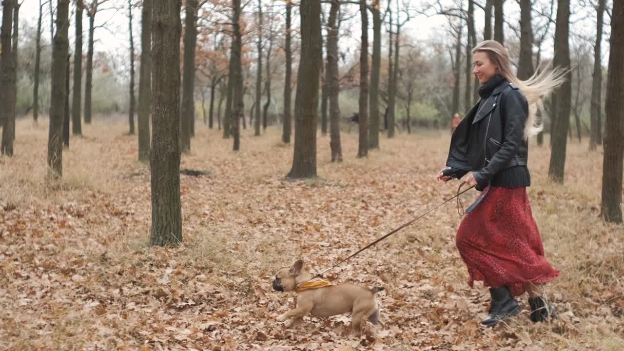 年轻漂亮的女人和她的狗在森林或公园里跑步。有趣的法国斗牛犬。家养纯种狗在秋天的黄色森林里散步。慢镜头视频素材