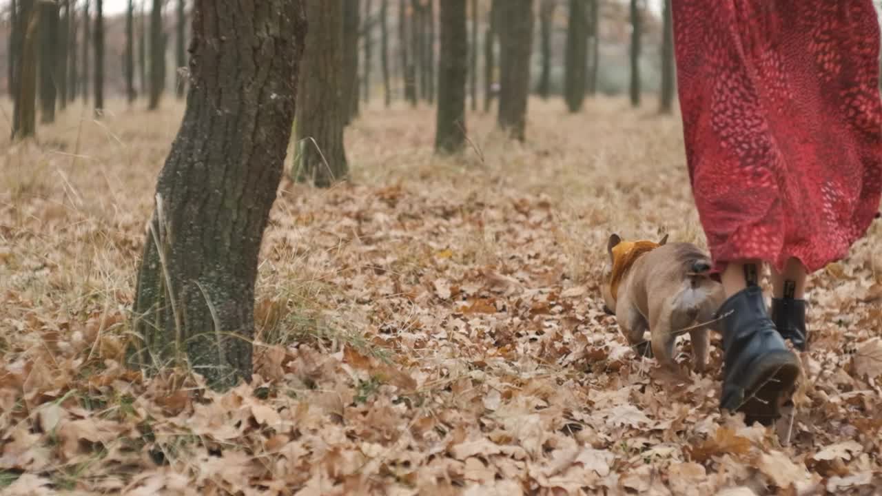 年轻漂亮的女人和她的狗在森林或公园里跑步。有趣的法国斗牛犬。家养纯种狗在秋天的黄色森林里散步。慢镜头视频素材