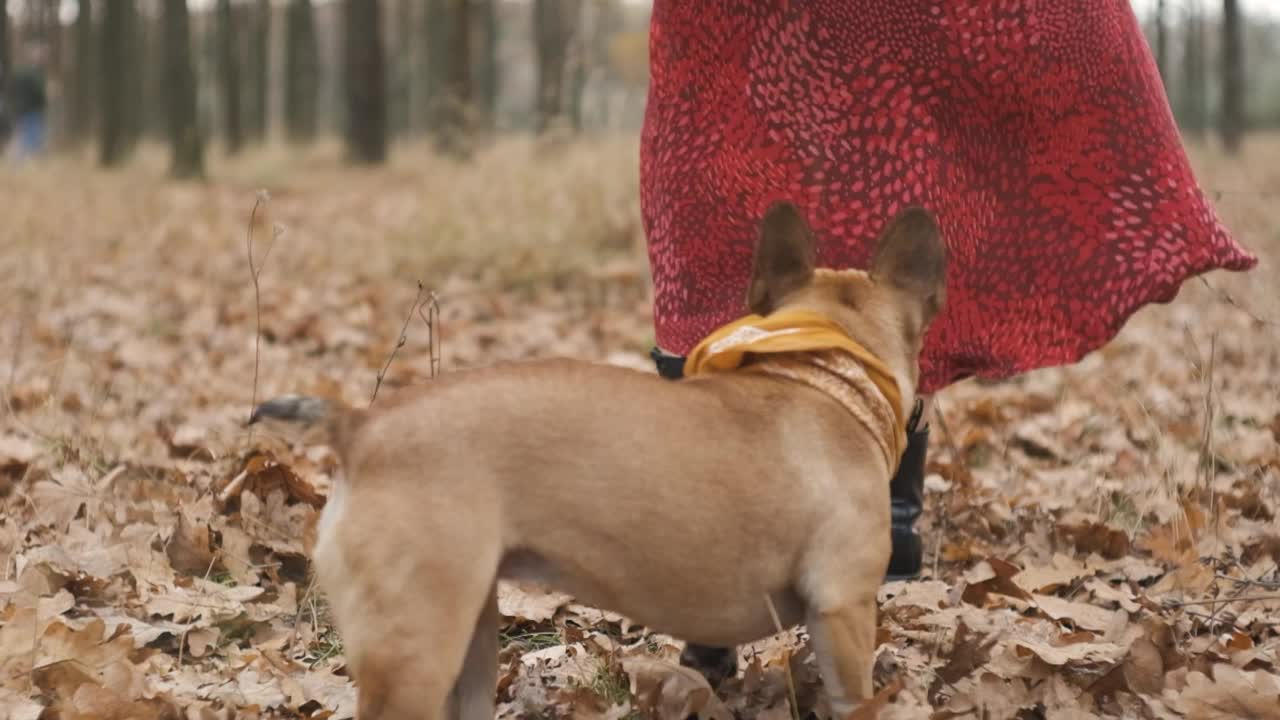 年轻漂亮的女人和她的狗在森林或公园里跑步。有趣的法国斗牛犬。家养纯种狗在秋天的黄色森林里散步。慢镜头视频素材