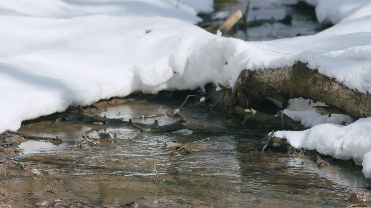 小溪在春天的森林里流动。纯水。深的雪。视频素材