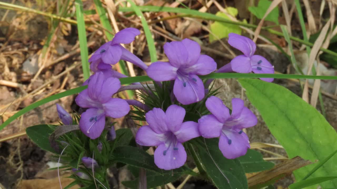 野花视频素材