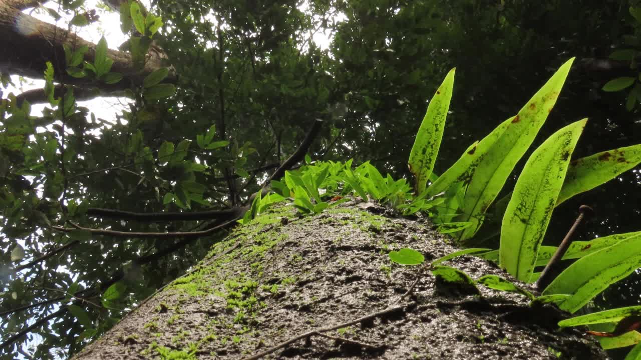 树皮上有苔藓和蕨类的树的低角度视图视频素材