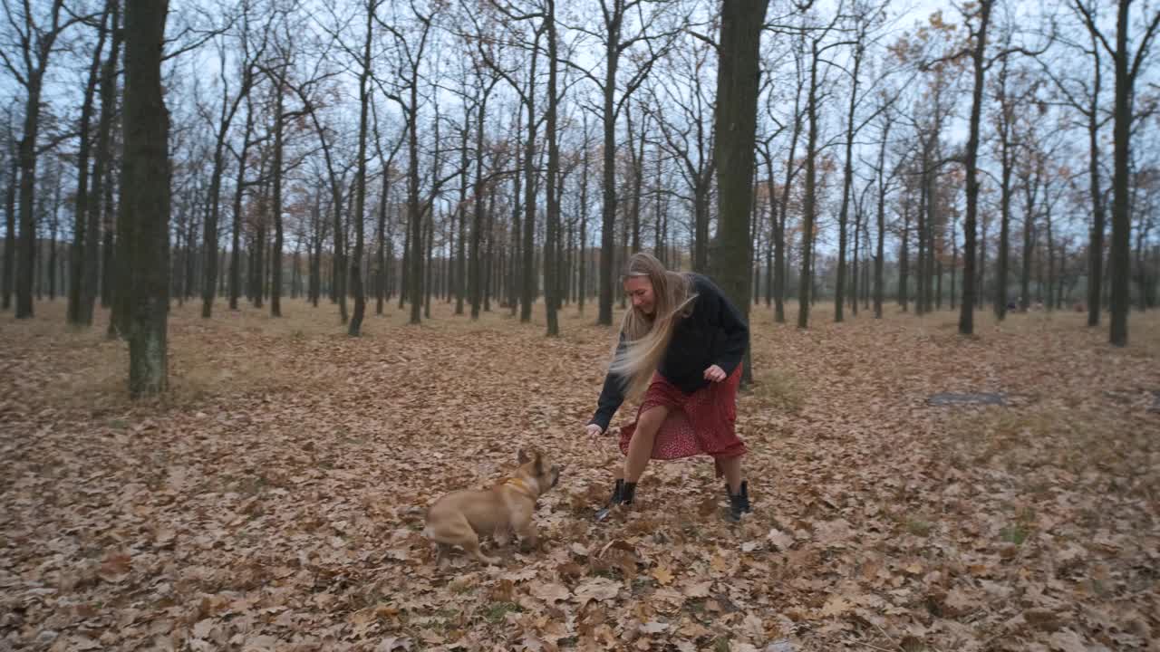 年轻漂亮的女人抱着她的狗在森林或公园散步。有趣的法国斗牛犬。家养纯种狗在秋天的黄色森林里散步。慢动作视频素材