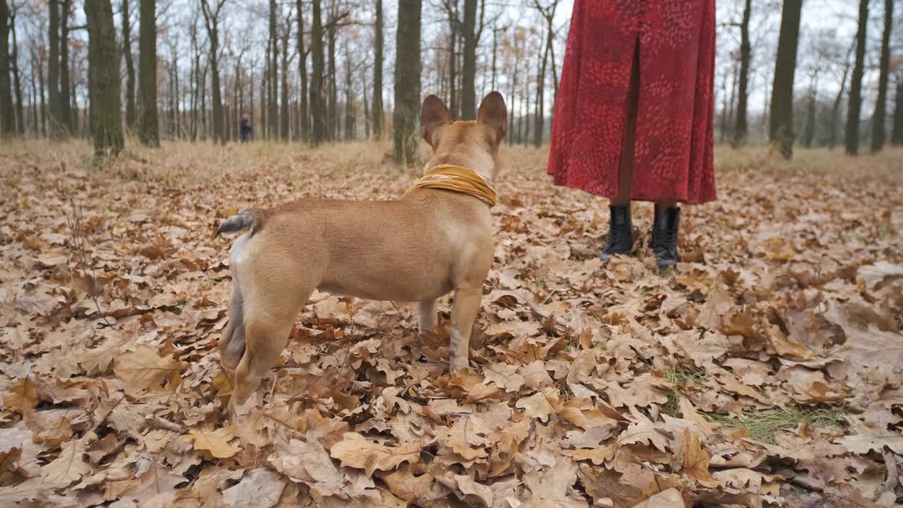 有趣的法国斗牛犬肖像。家养纯种狗在秋天的黄色森林里散步视频素材