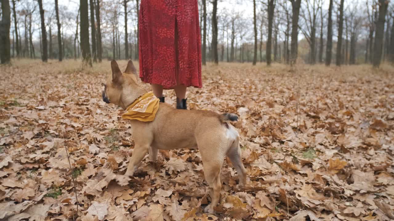 有趣的法国斗牛犬肖像。家养纯种狗在秋天的黄色森林里散步视频素材