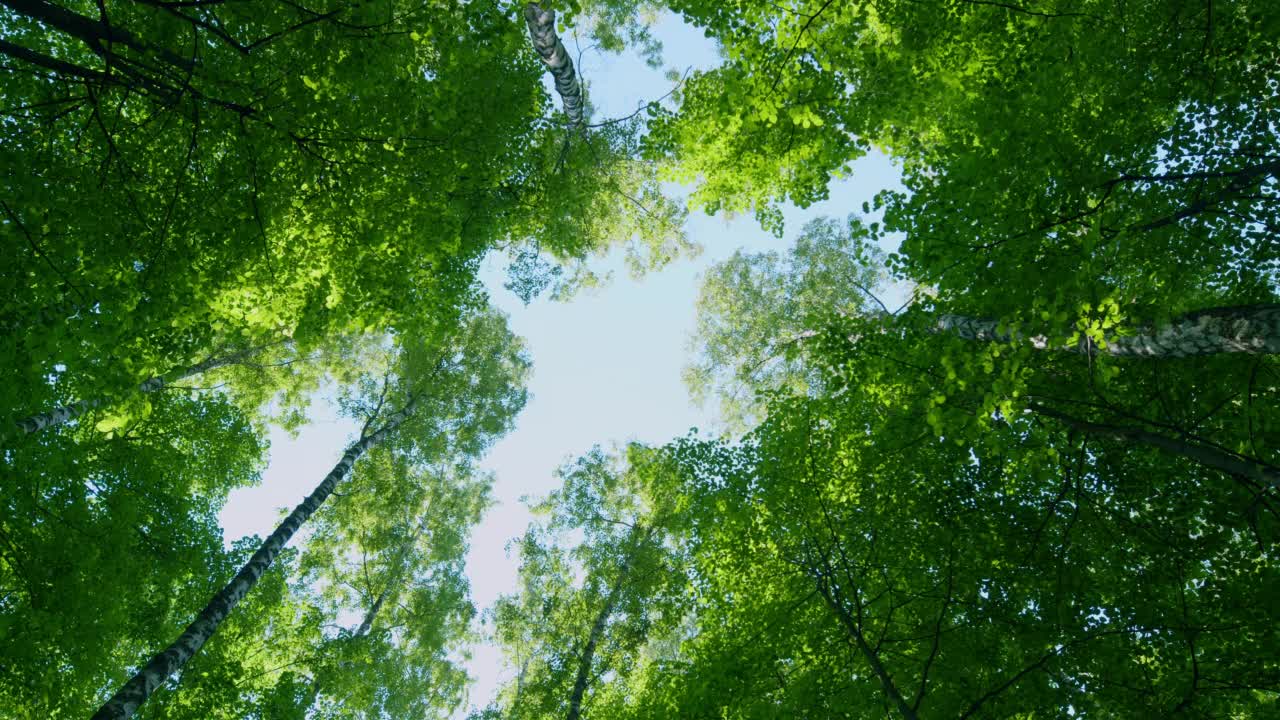 树的顶部，郁郁葱葱的绿色新鲜的叶子衬托着蓝色的天空。抬头看树顶阳光灿烂的天空背景。静态的。视频素材