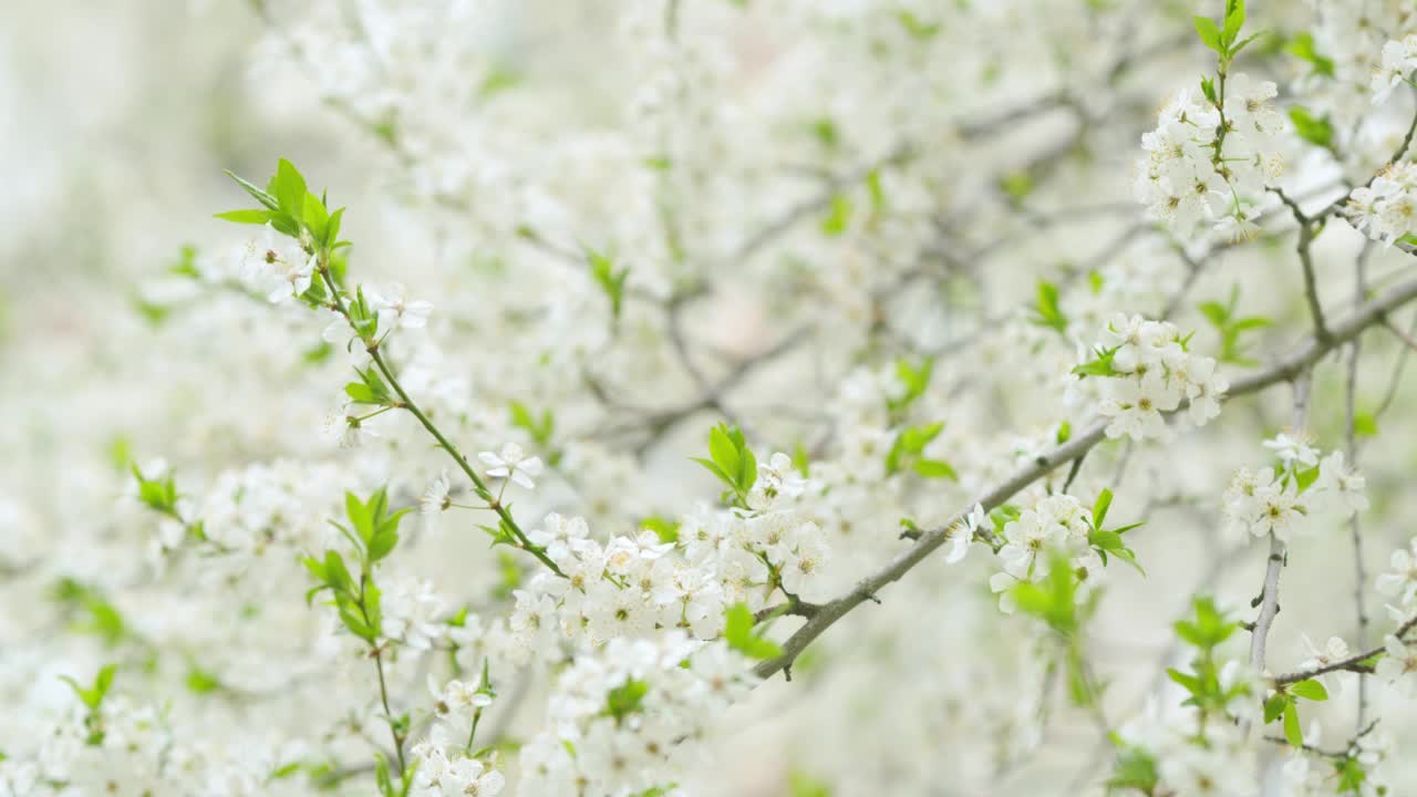 树枝上开着白色的花。梅树开花。温和的选择性聚焦。缓慢的运动。视频素材