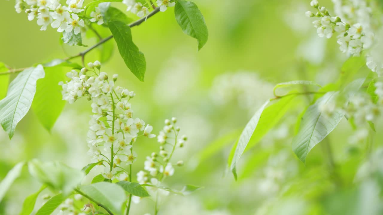 鸟樱桃科或蔷薇科的白色花。这是樱桃的品种。春天盛开的。缓慢的运动。视频素材