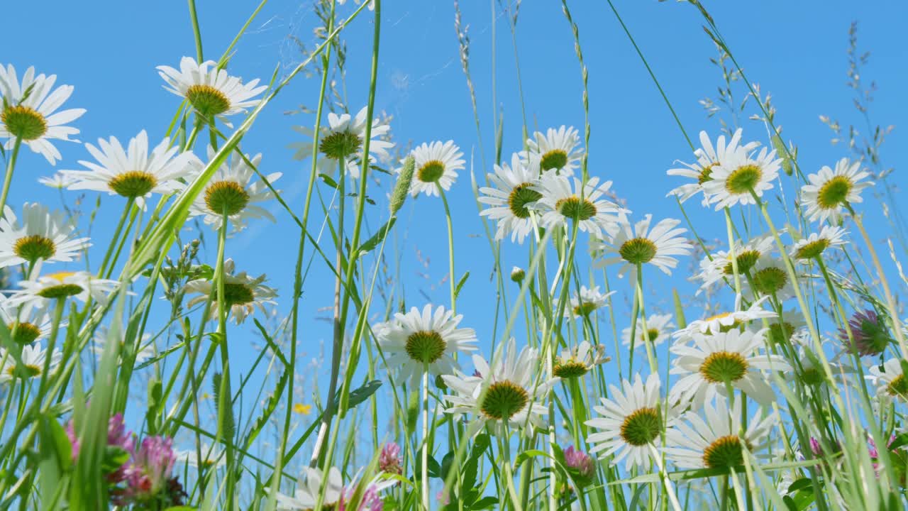 盛开的雏菊和粉色三叶草野花与清澈明亮的蓝天无云的背景。自然与生态的概念。低角度视图。视频素材