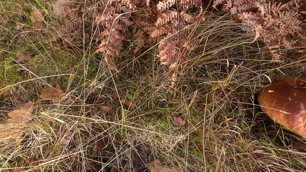 美丽的成熟牛肝菌生长在秋天的森林里的黄草中视频素材