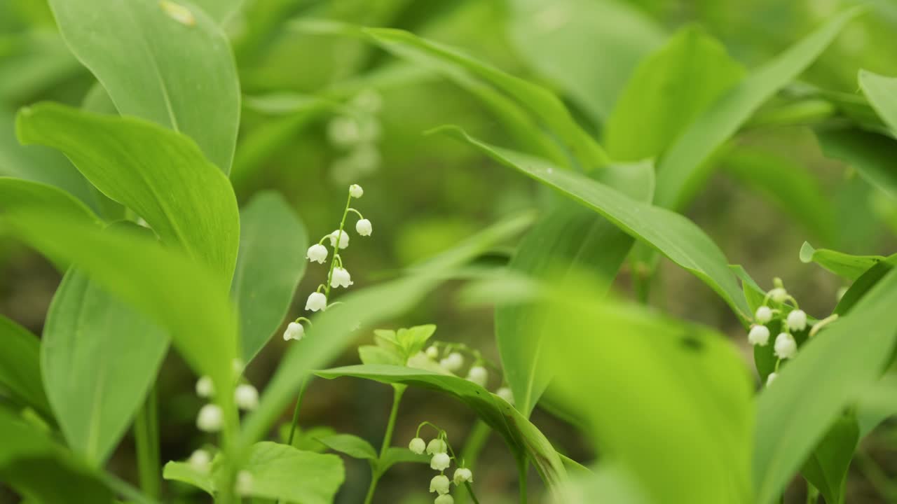 森林里的百合花随风摇曳。铃兰属马贾利。盛开的铃兰花。缓慢的运动。视频素材