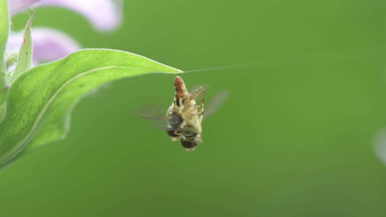 小加拿大，明尼苏达州，热维斯公园。一对东方书法家花蝇，弓形虫在野生佛手柑叶子上旋转和旋转时交配。视频素材