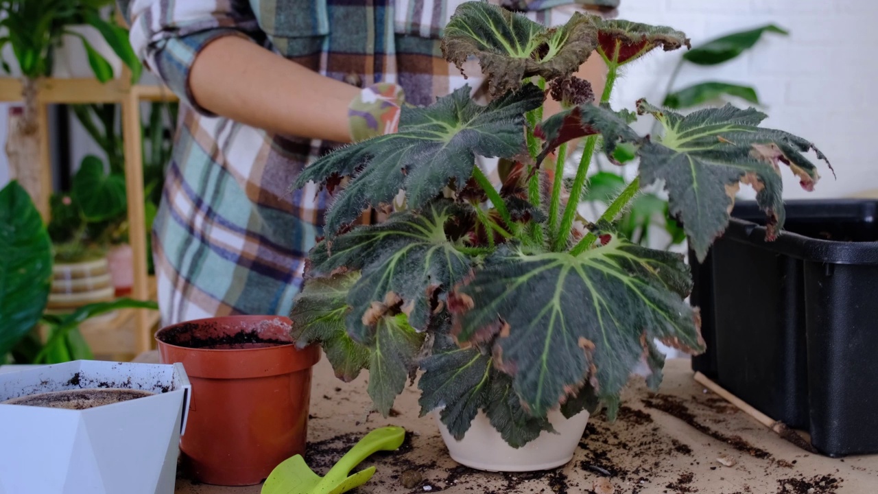 将家养植物海棠移植到有脸的花盆中。一名妇女在新的土壤中种下一株有根的秸秆。照顾盆栽，手特写视频素材