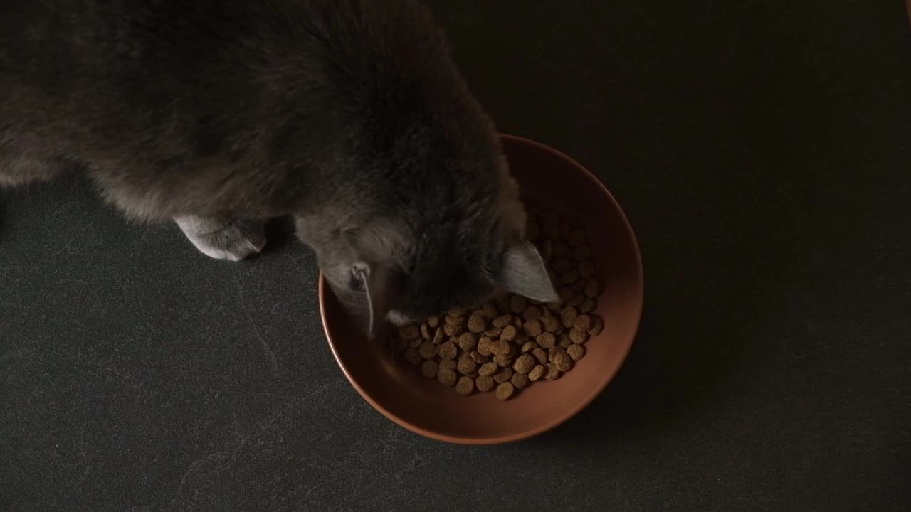 一只灰色的猫在黑色的地板上吃着棕色碗里的干粮。黄绿色的猫吃干粮。视频素材