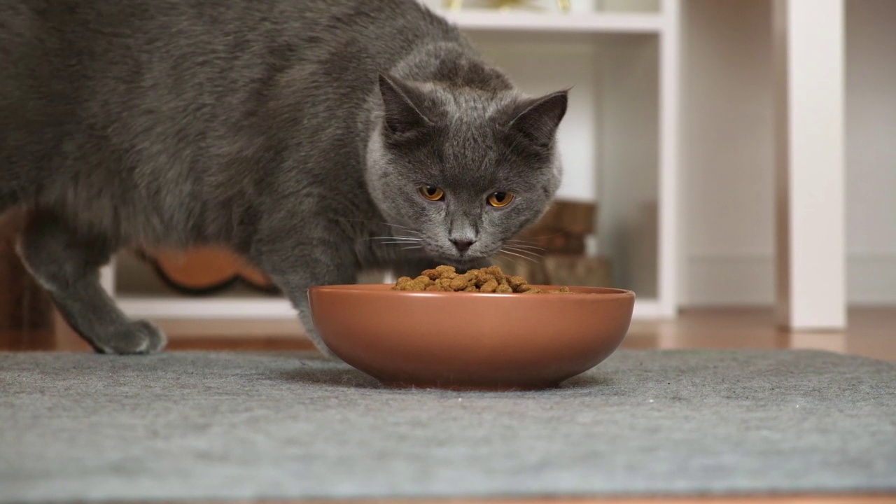 灰猫黄绿色走过食物。猫不吃干粮。糟糕的干粮。猫走过食物碗。视频素材