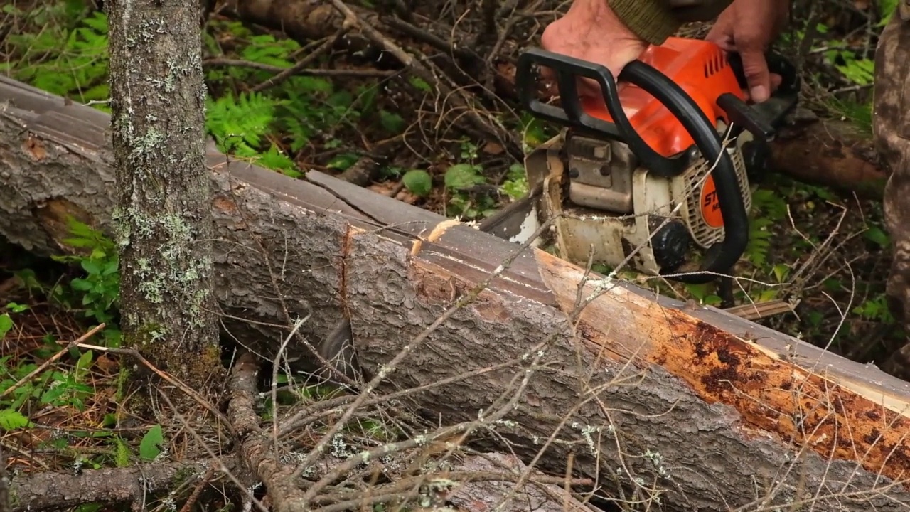 樵夫用链锯锯干树作柴火。人们正在森林里收割原木。视频素材
