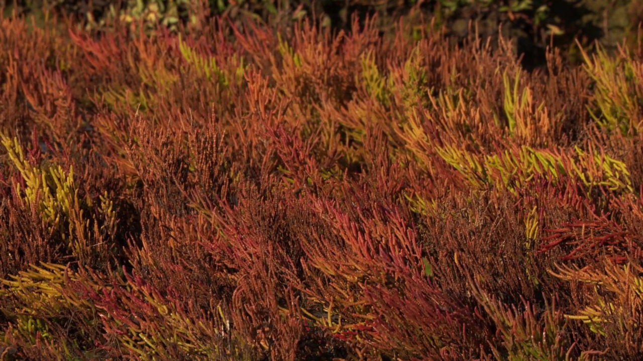 芦苇和绿色的沼泽桑草(Salicornia europaea)在风中摇曳，倒影在水中视频素材