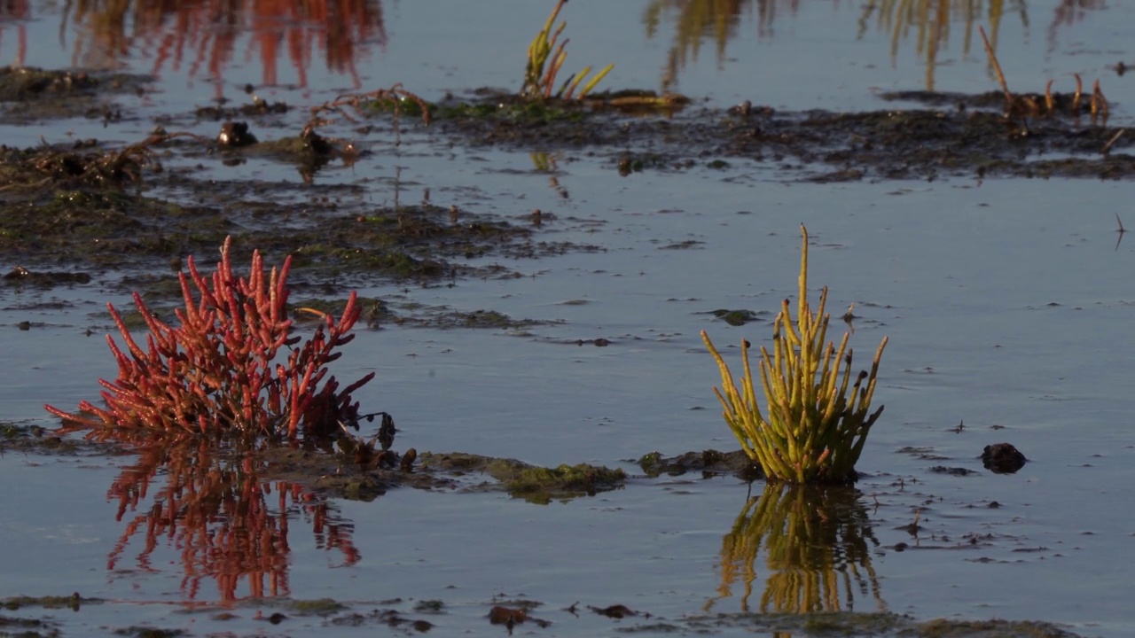 芦苇和绿色的沼泽桑草(Salicornia europaea)在风中摇曳，倒影在水中视频素材