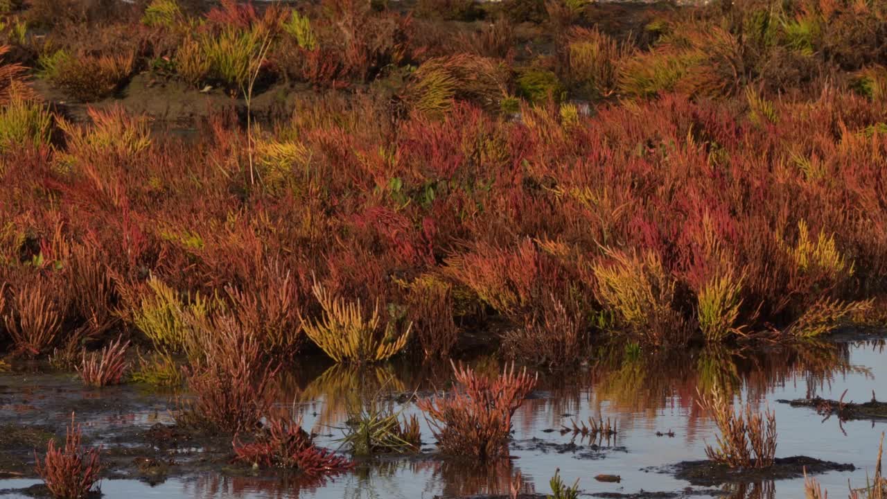 芦苇和绿色的沼泽桑草(Salicornia europaea)在风中摇曳，倒影在水中视频素材