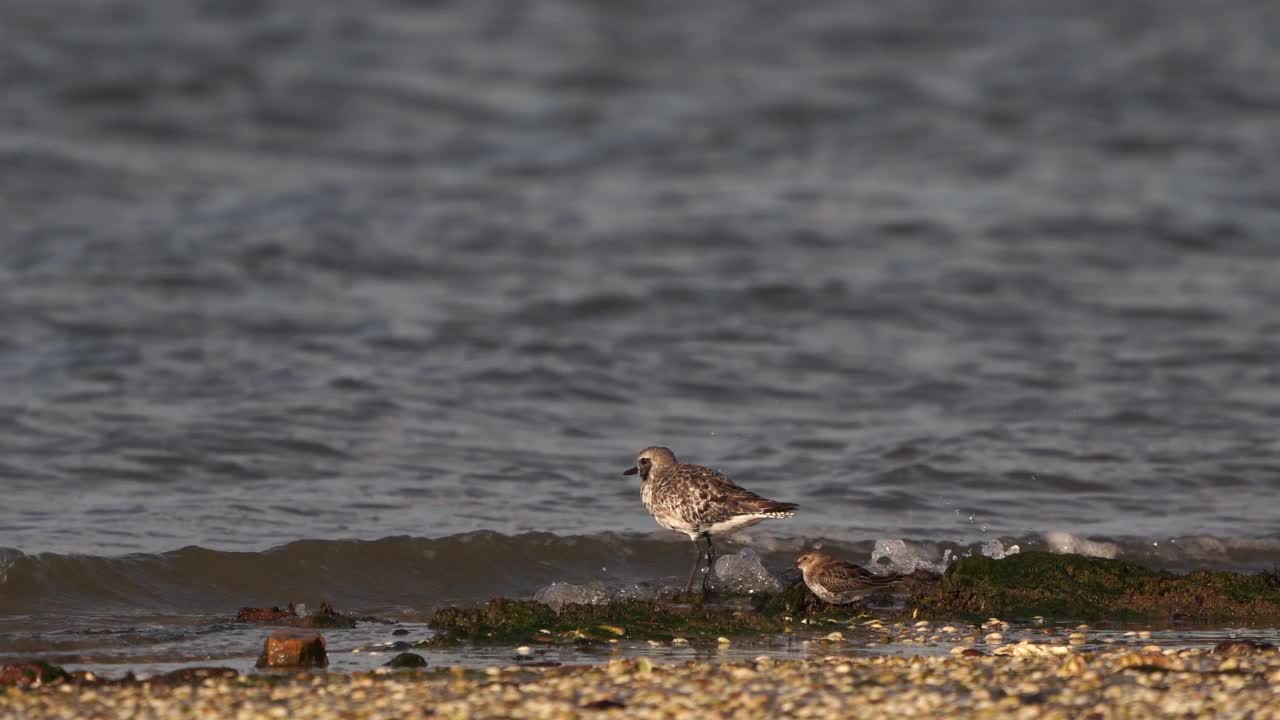 一只灰鸻(Pluvialis squatarola)和一只敦林鹬(Calidris alpina)站在涨潮线上视频素材