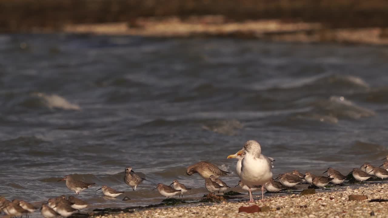 一群邓林鱼(Calidris alpina)和其他涉水者站在涨潮线上视频素材