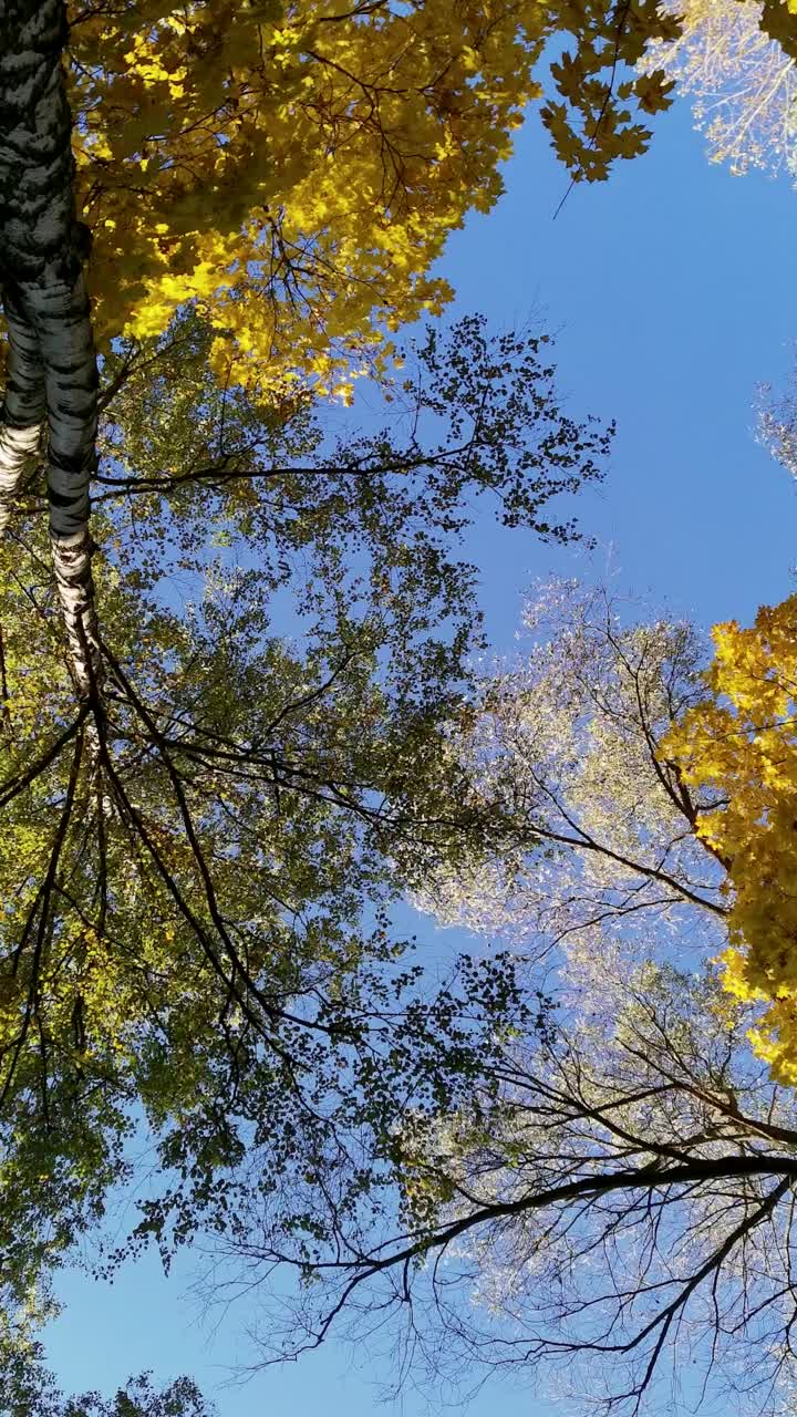 秋天的树木在阳光明媚的日子里映衬着蓝天，黄色的树叶视频素材