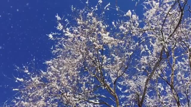 雪花飘落，蓝天碧蓝视频素材