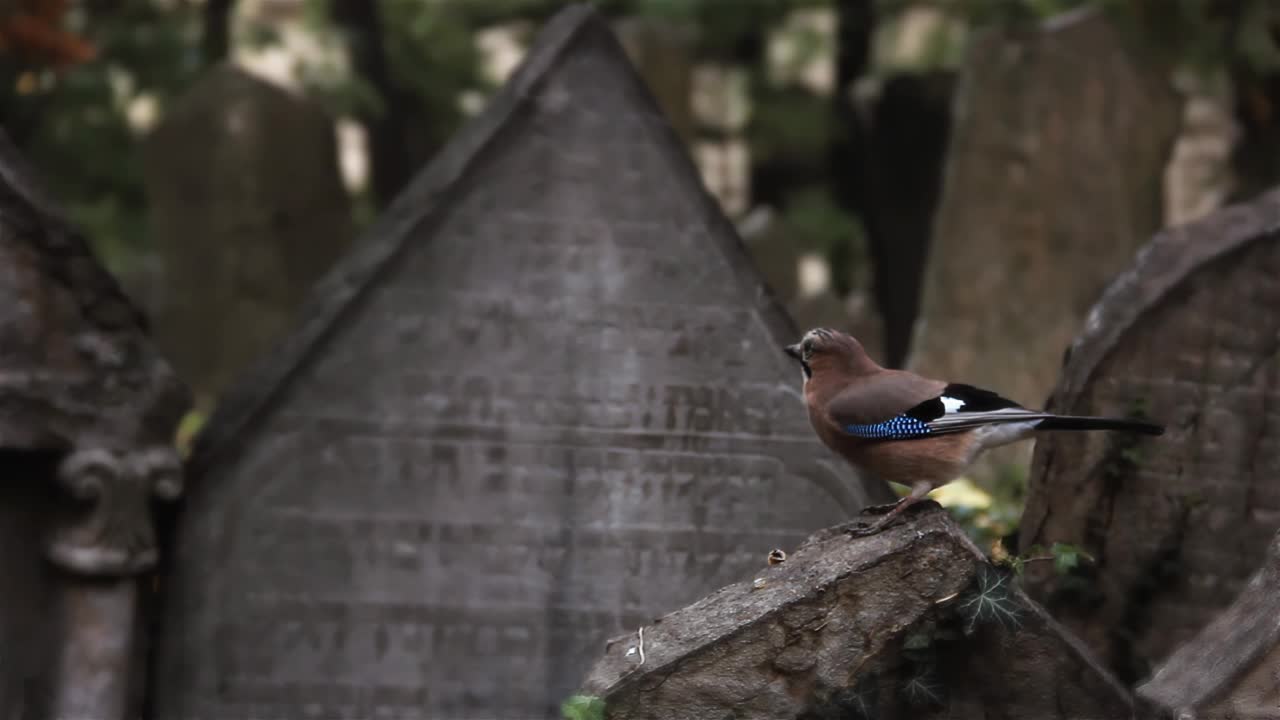 捷克共和国布拉格的老犹太公墓，一只欧亚鸦(Garrulus glandarius)。4K分辨率。视频素材