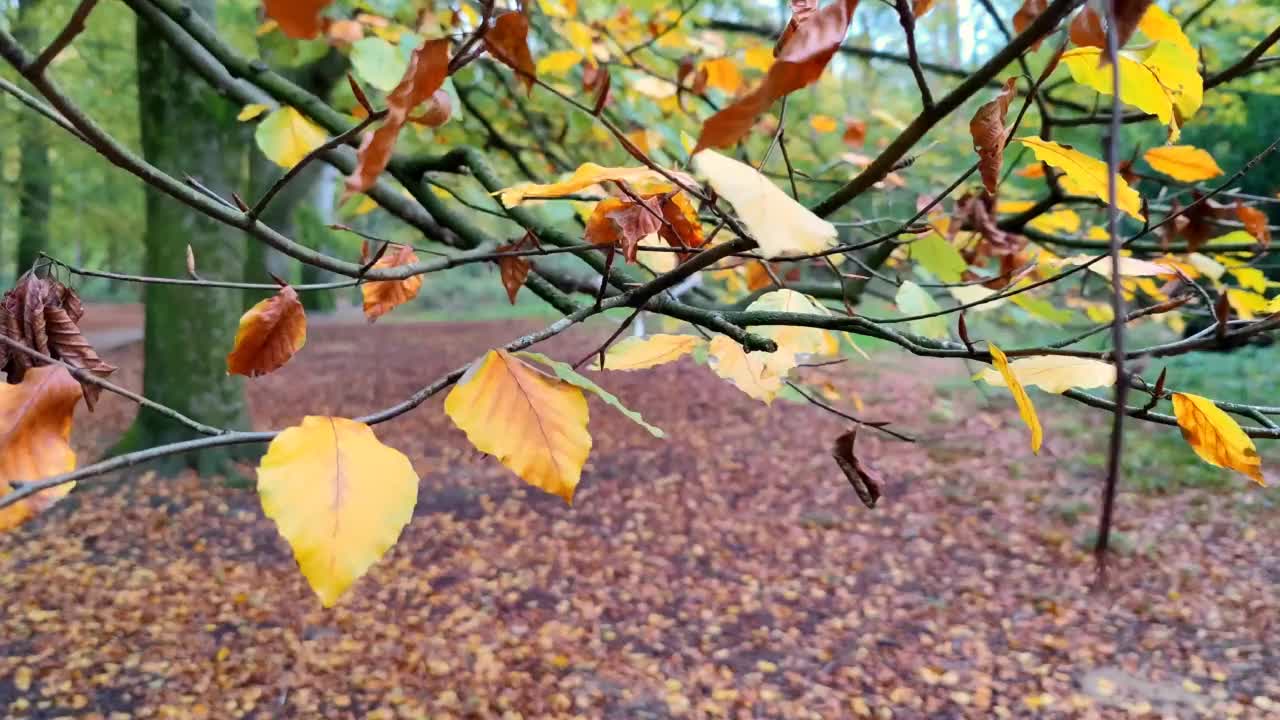 美丽的秋天背景，一个真正的金棕色的叶子挂在树枝上的一棵树在森林里视频下载