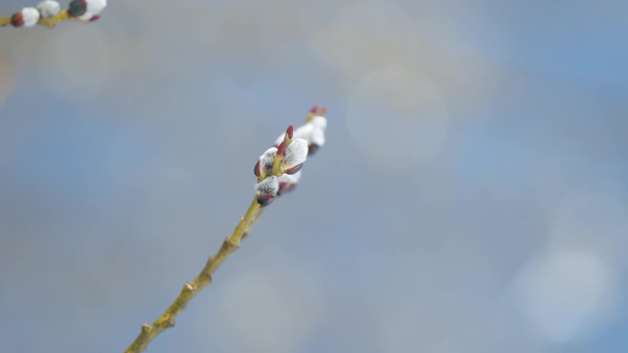 春天的第一天。小猫的柳枝被冰覆盖，在蓝天的背景下慢慢摇曳。散景。视频素材