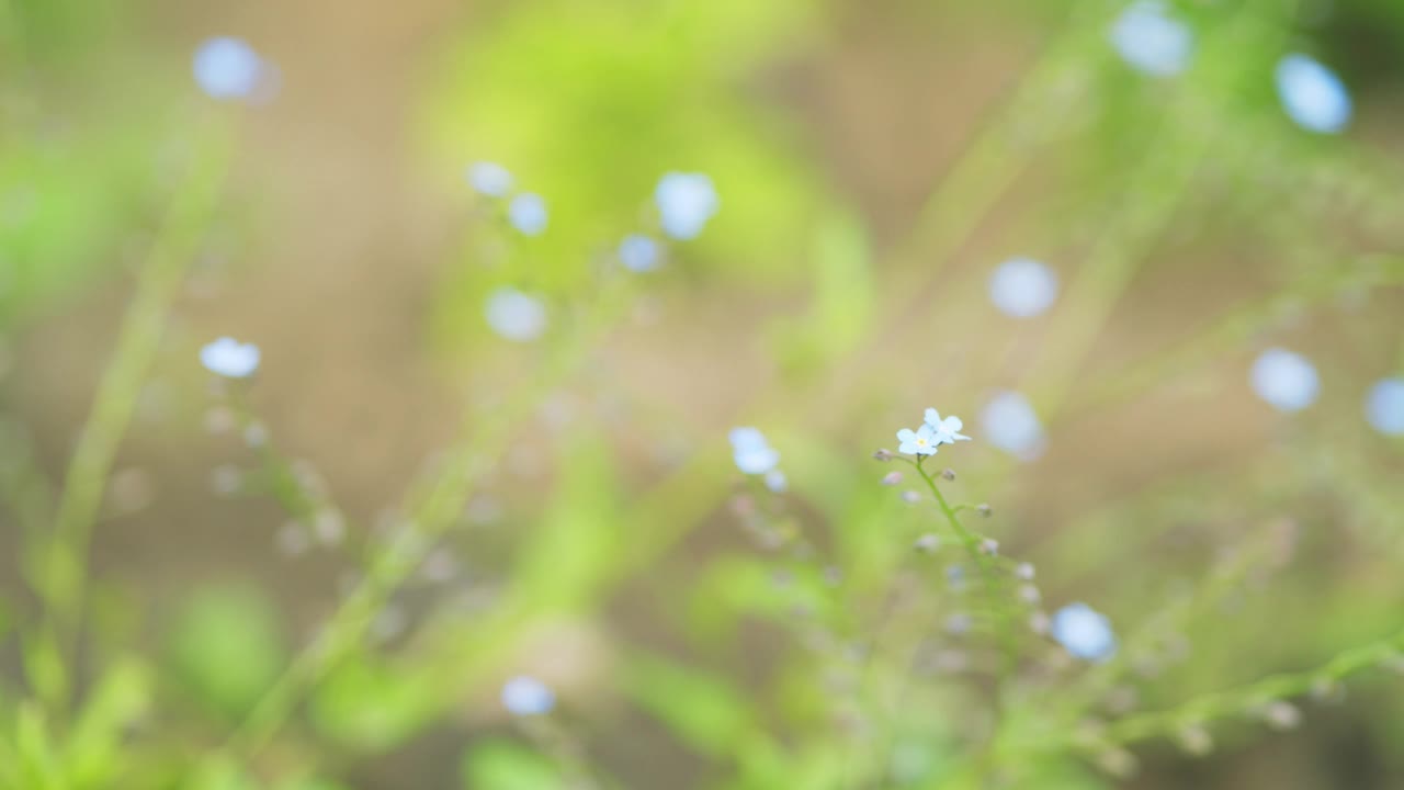 蓝色的花在绿色的背景上。自然背景。环保，生态。关闭了。视频素材