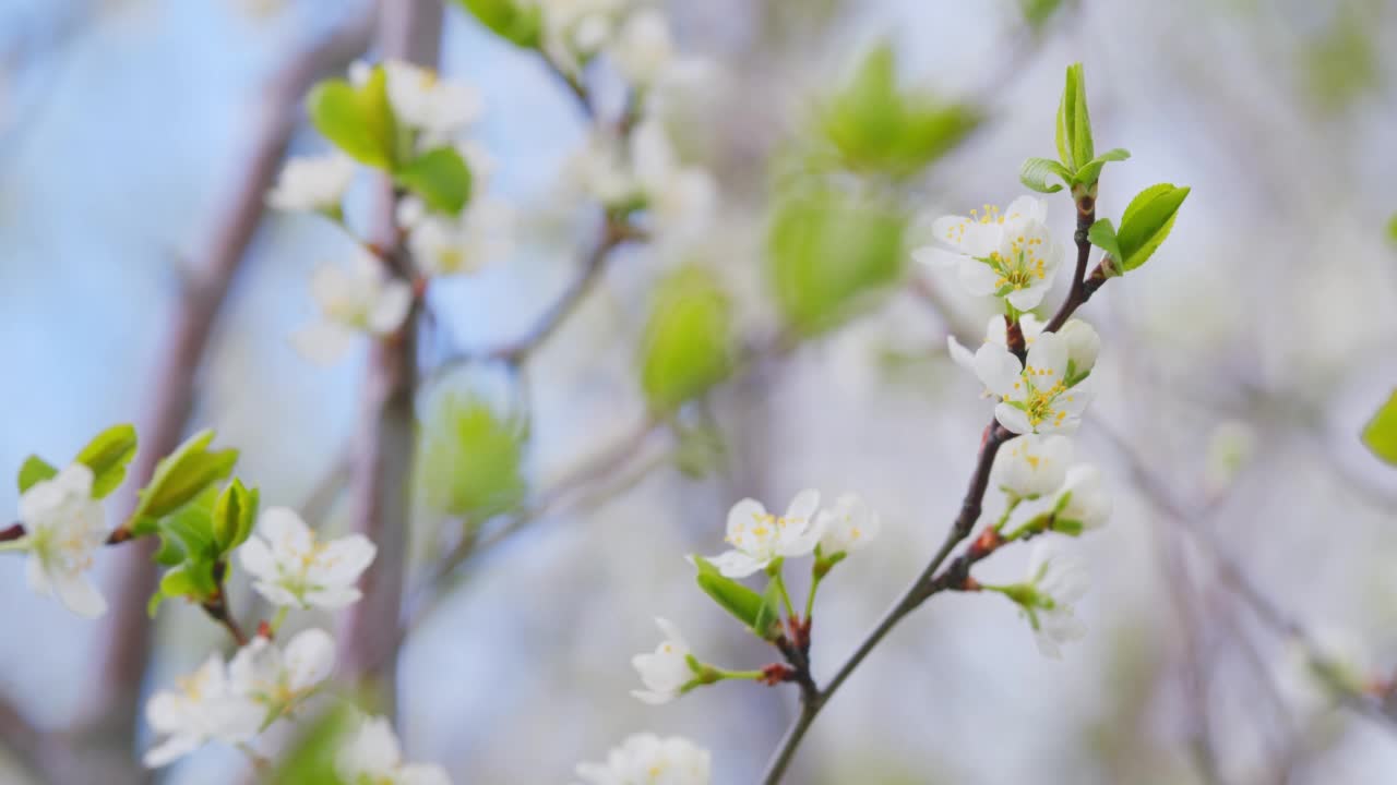 春天美丽的樱花。樱花的白色花朵。缓慢的运动。视频素材