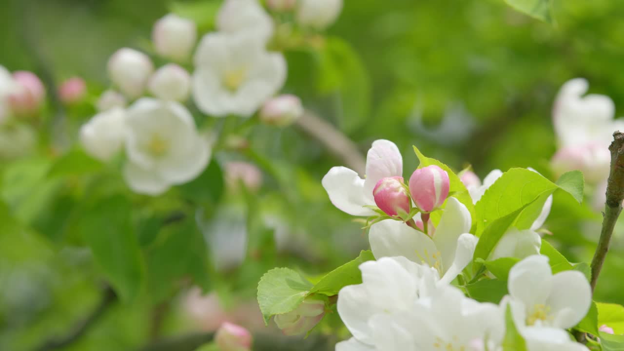 春风吹动苹果树开花的枝条。苹果在春天开花。视频素材