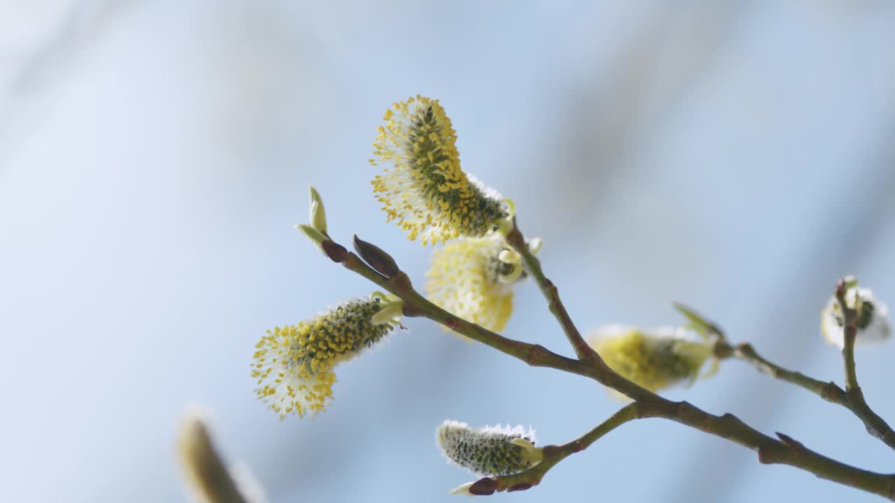 柳树植物开花盛开春天柳絮芽繁殖小猫柳树。视频素材