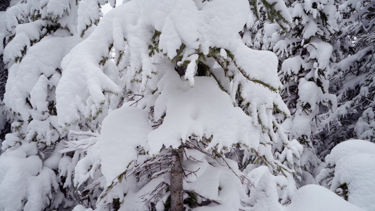 潘留下了一棵被雪覆盖的松树的视频视频下载