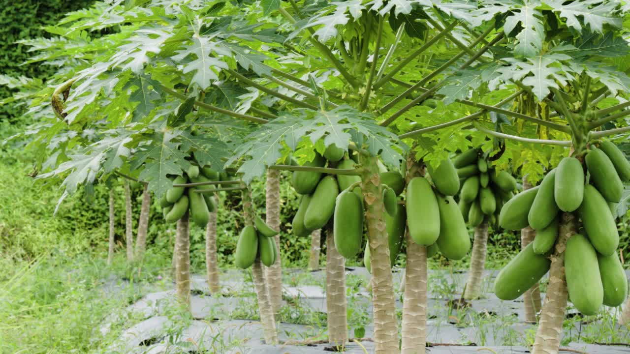 种植加州木瓜(Carica Papaya L)的田地正在结果，它相当老，但仍然是绿色的视频素材