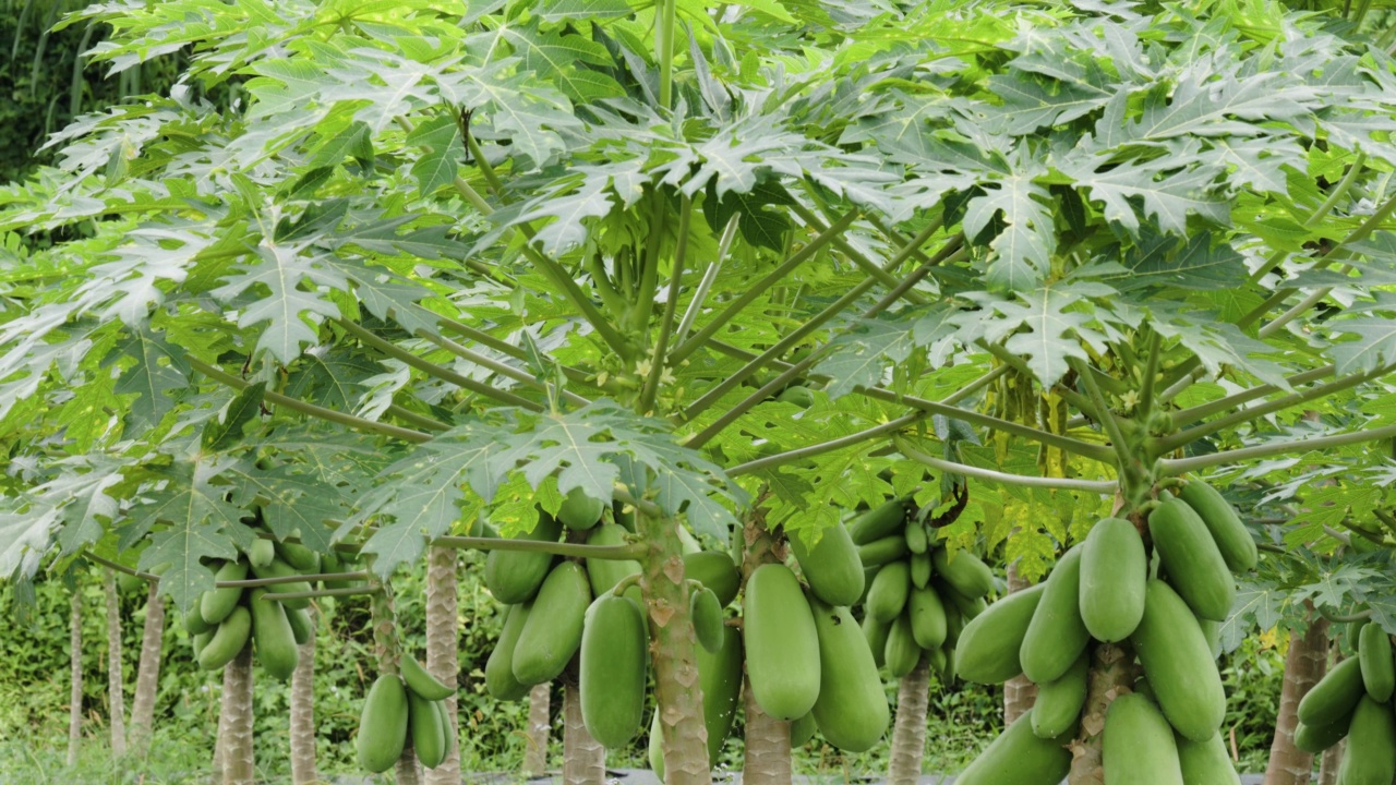 种植加州木瓜(Carica Papaya L)的田地正在结果，它相当老，但仍然是绿色的视频素材