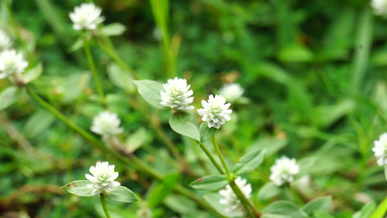 有自然背景的Gomphrena serrata。这种植物属于苋科，包括许多种，用于营养和传统的民间医药。视频素材