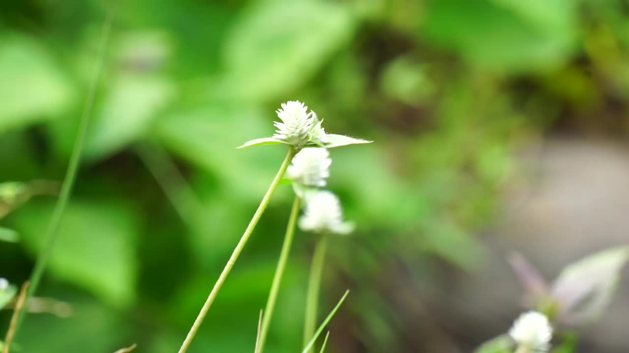 有自然背景的Gomphrena serrata。这种植物属于苋科，包括许多种，用于营养和传统的民间医药。视频素材