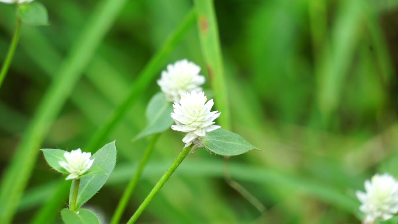 有自然背景的Gomphrena serrata。这种植物属于苋科，包括许多种，用于营养和传统的民间医药。视频素材