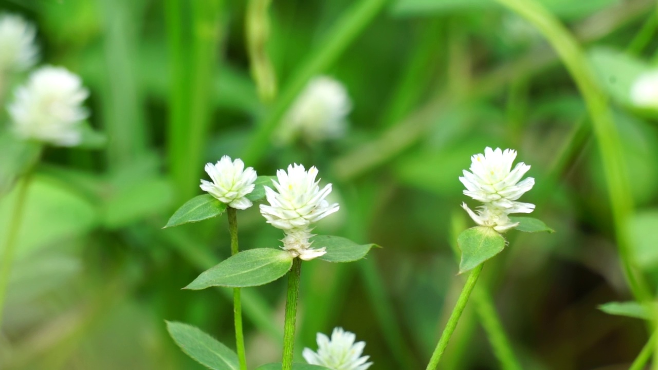 有自然背景的Gomphrena serrata。这种植物属于苋科，包括许多种，用于营养和传统的民间医药。视频素材