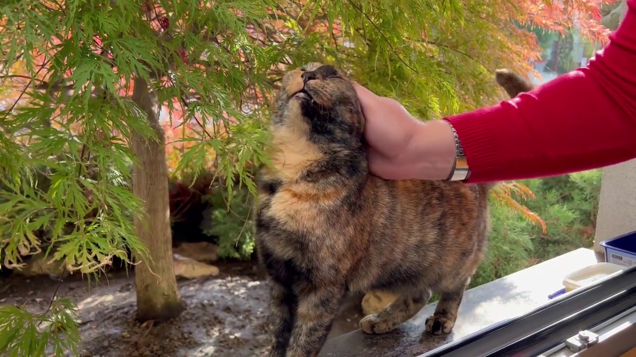 可爱的宠物猫在我的窗户!视频下载