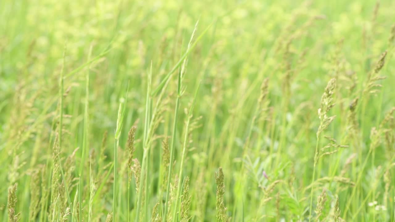 春天的石南草、稻草、草甸草视频素材