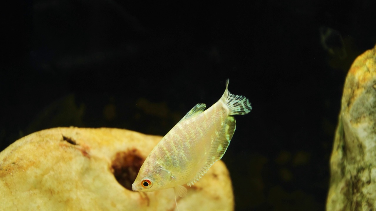 水族馆里的雪皇后鱼视频素材