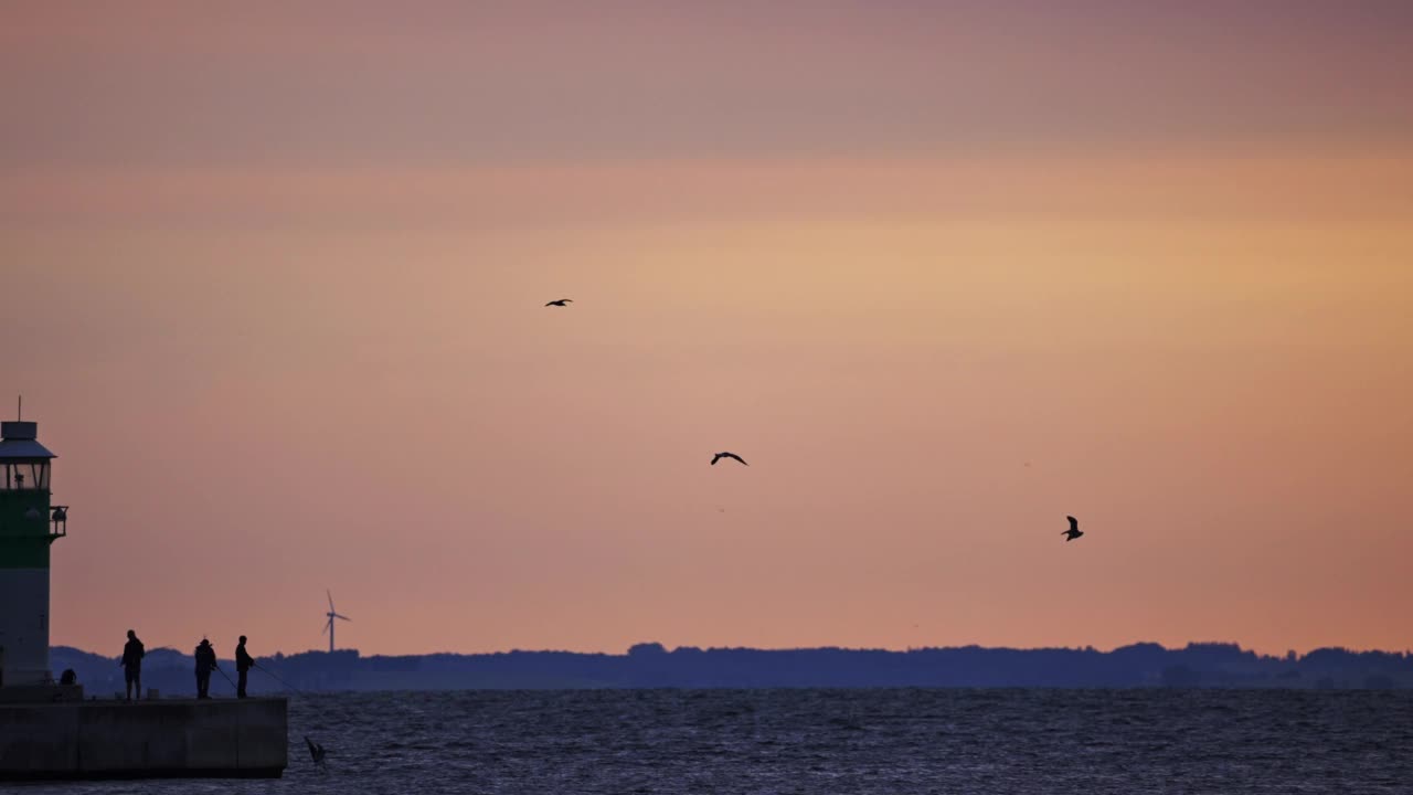 日出时飞过海面的海鸥视频素材