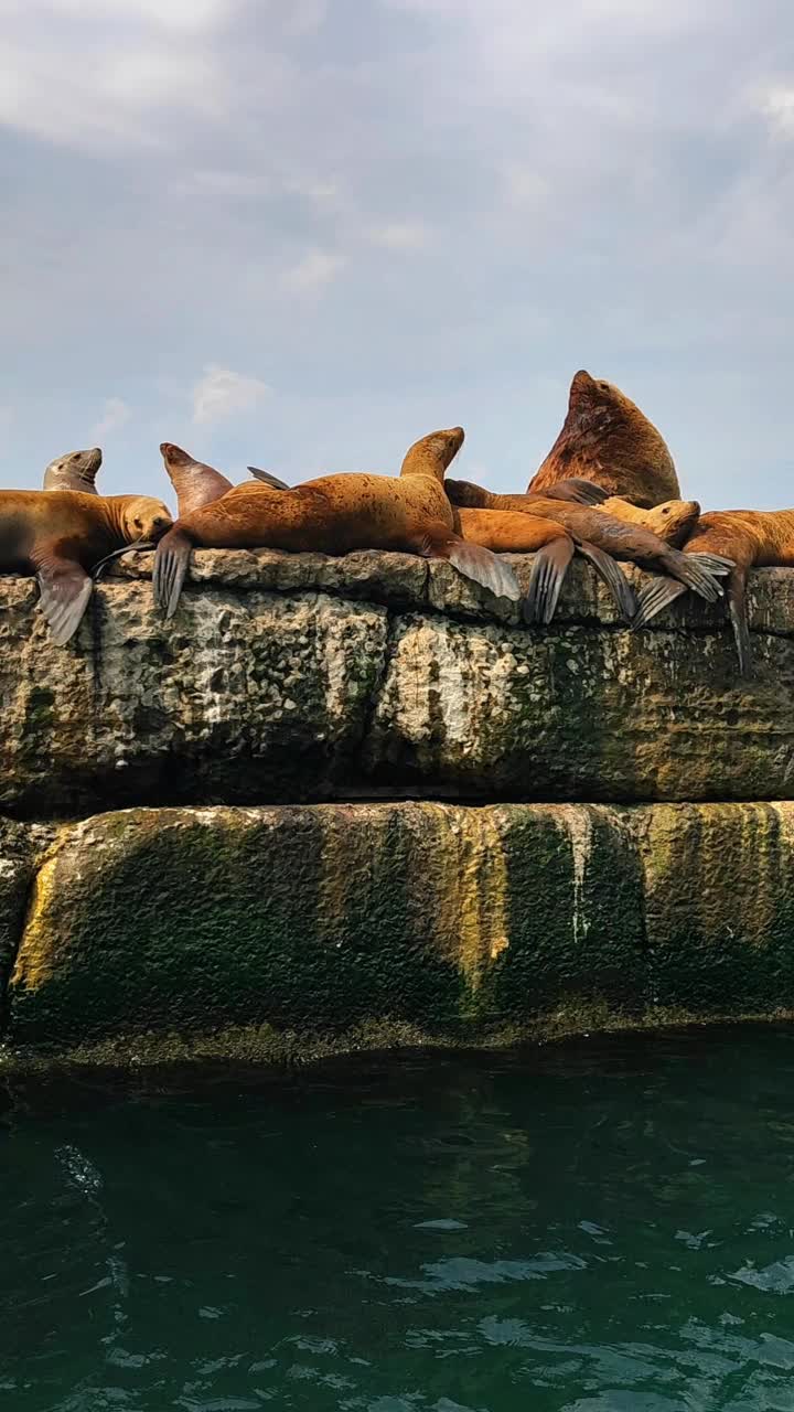 北方海狮视频下载