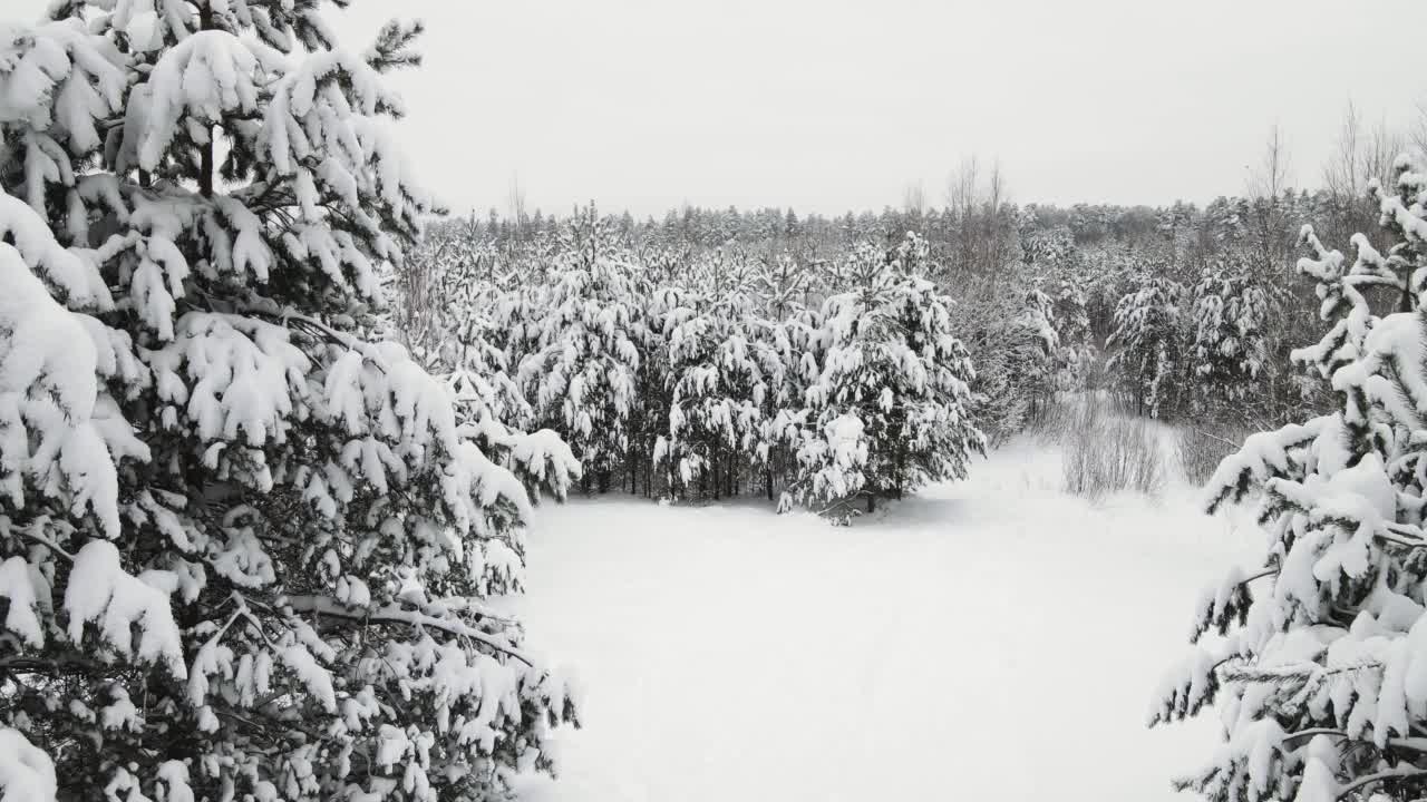 浓密的冰雪覆盖的冷杉在美丽的森林北部，鸟瞰。视频素材