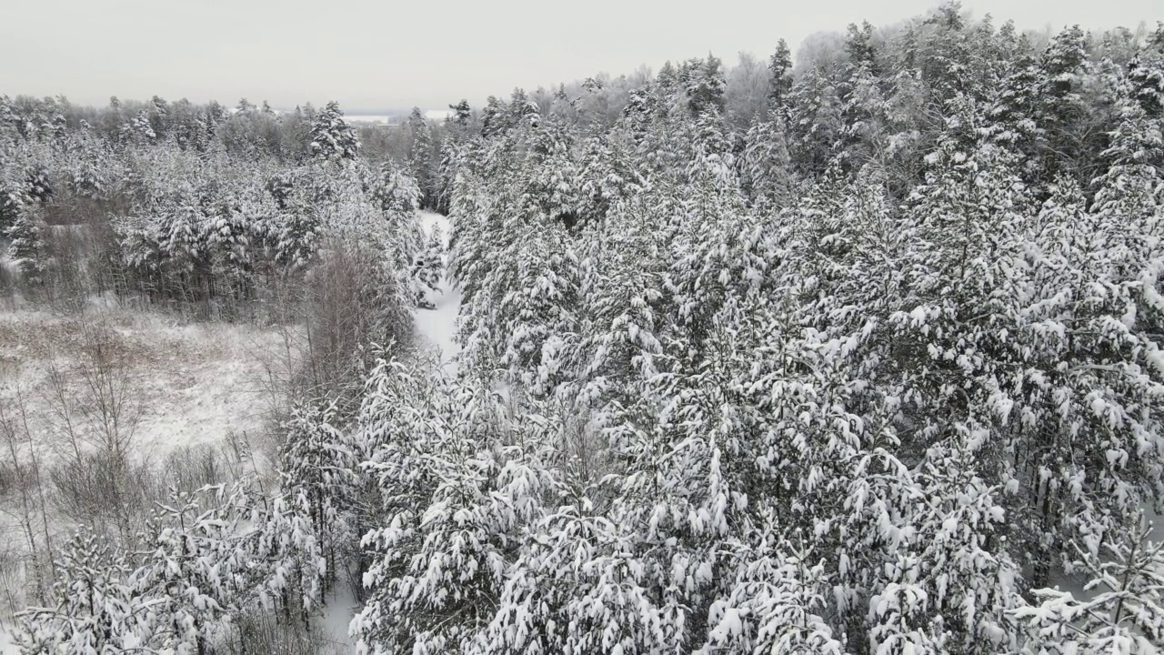 北方一片雪林里高大的杉树，鸟瞰美景。视频素材